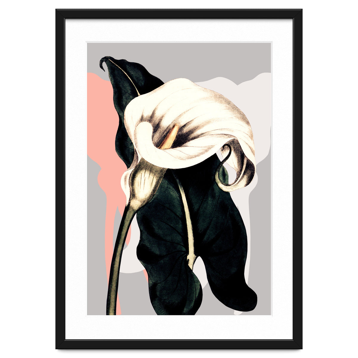 Calla lily flower
