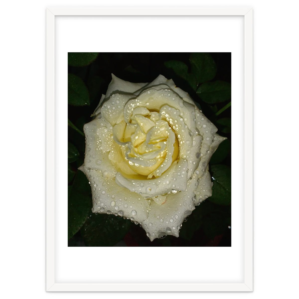 Floribunda Rose