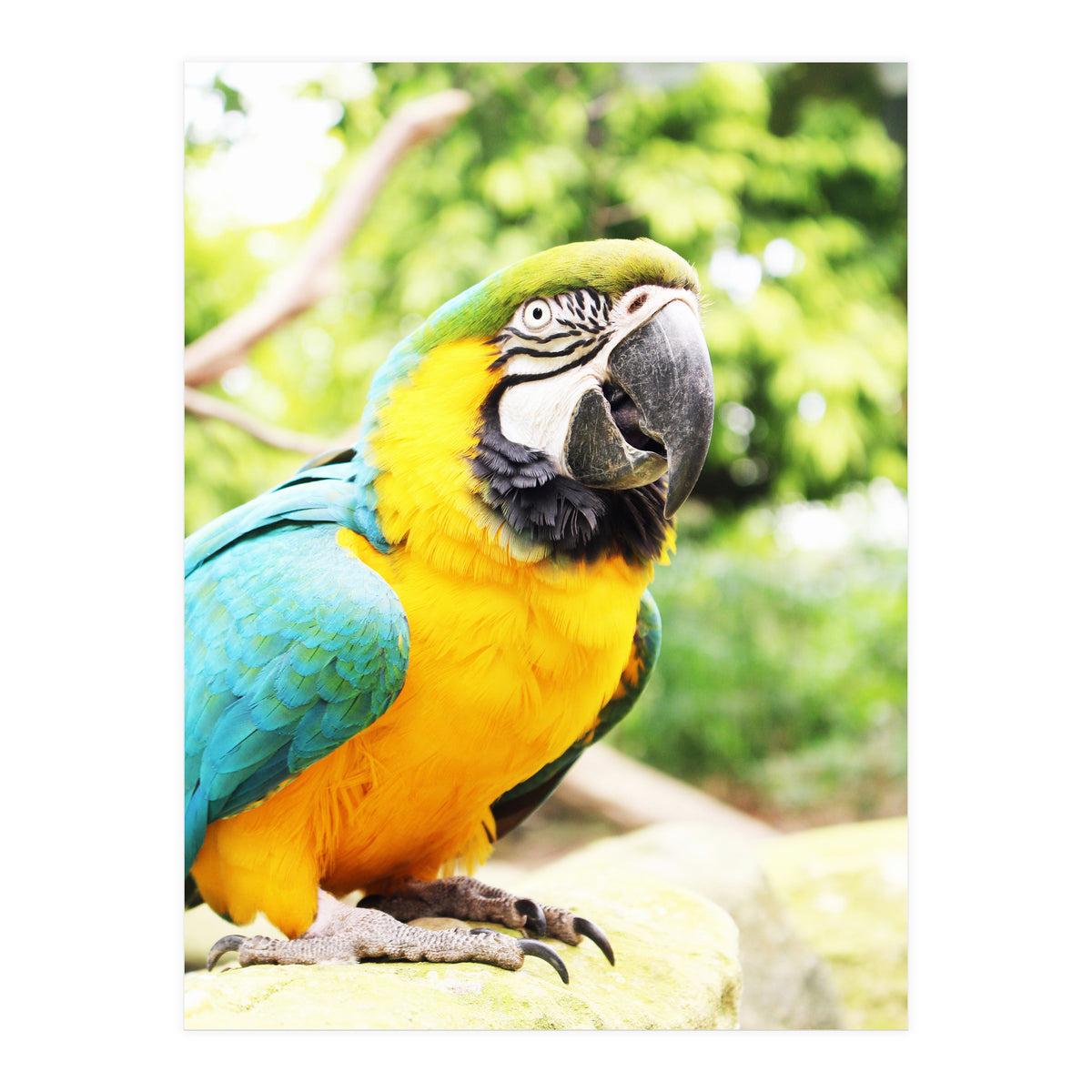 Parrot (Print Only)