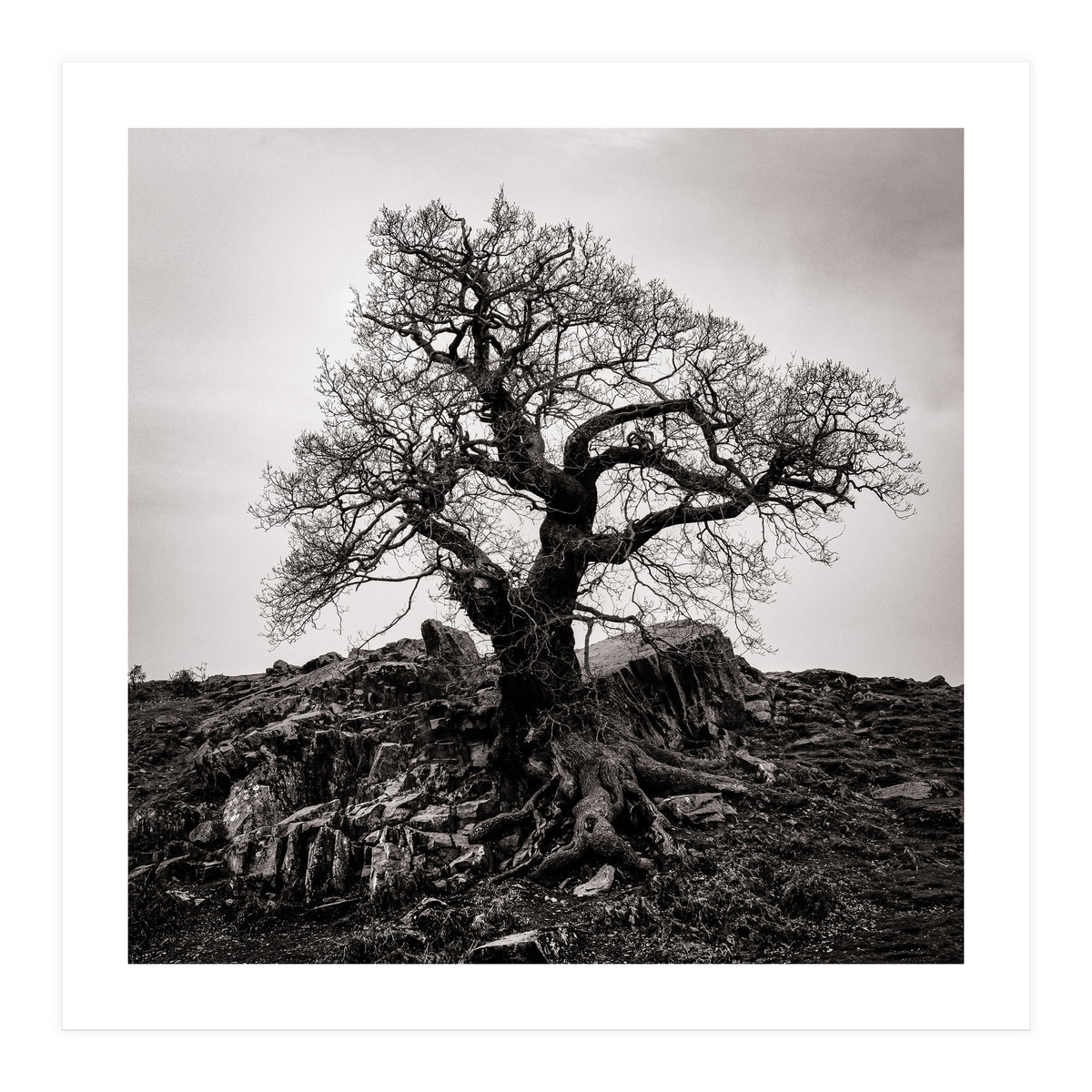 Gnarled Tree (Print Only)