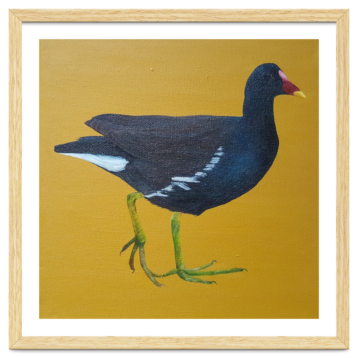 Moorhen