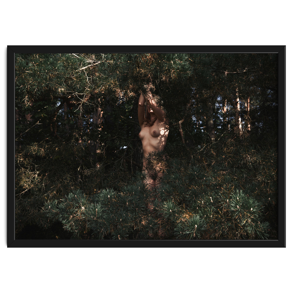 The Eyes of the Forest