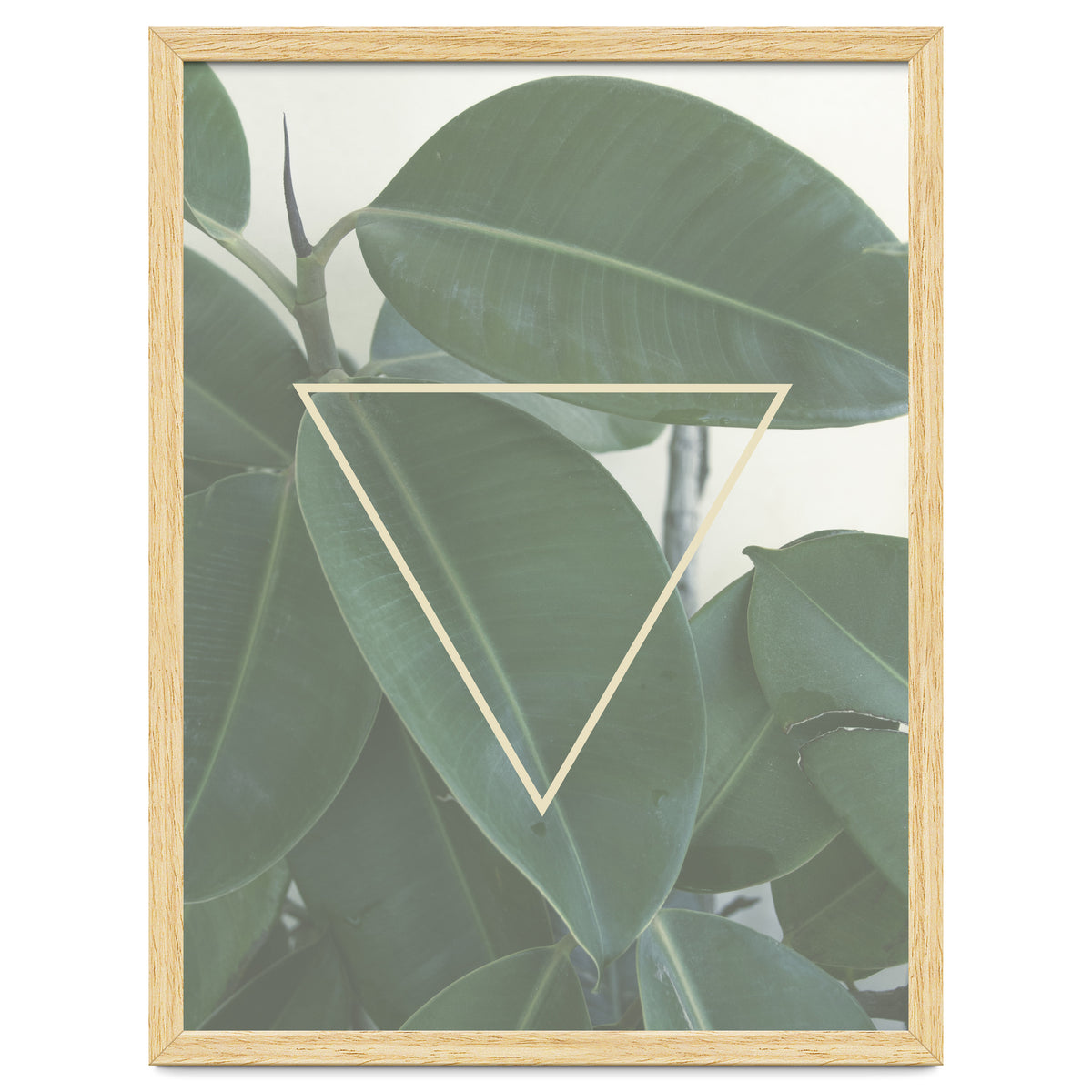 ficus triangle