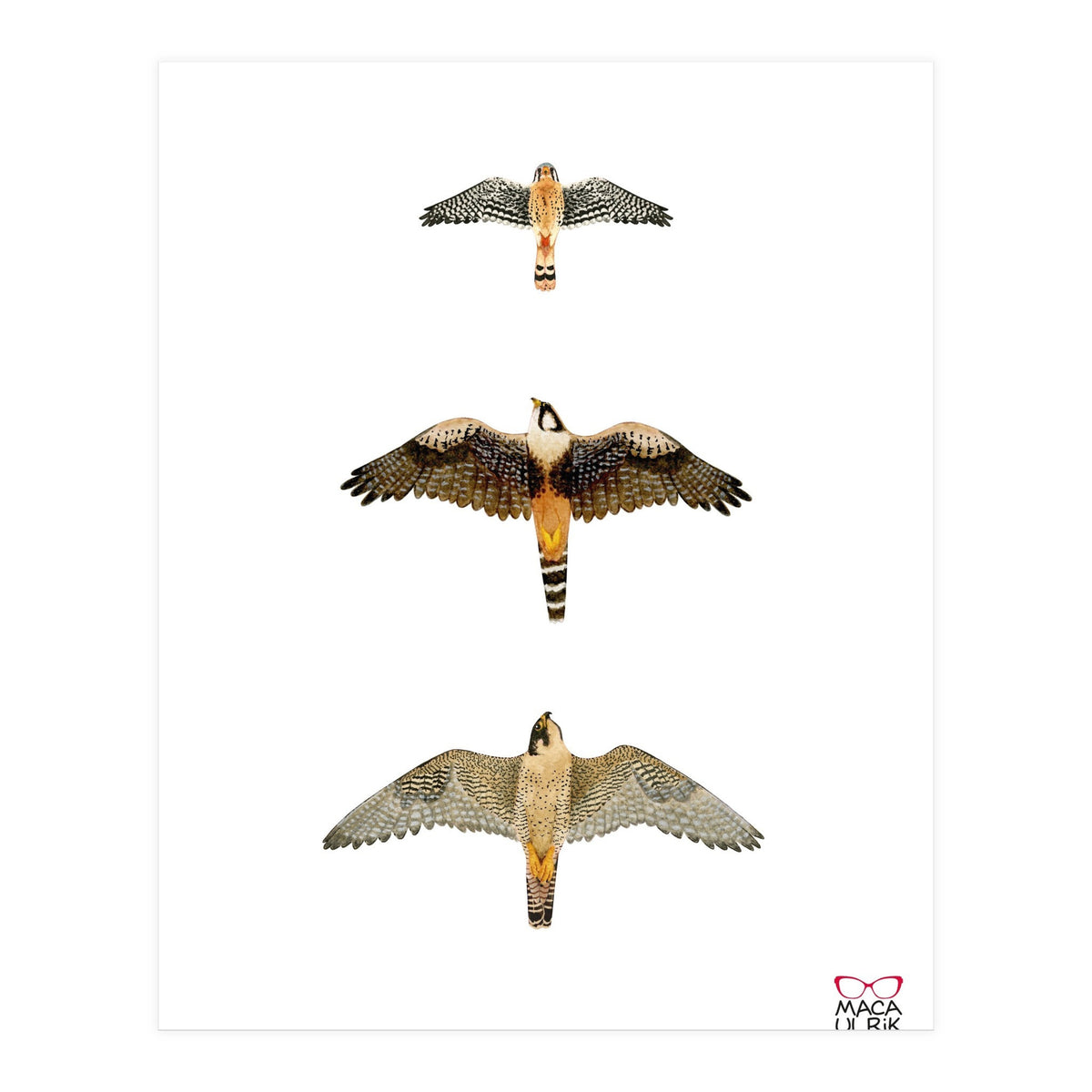 Falconidae n.1 (Print Only)