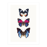 Cc Butterflies 03 (Print Only) thumbnail