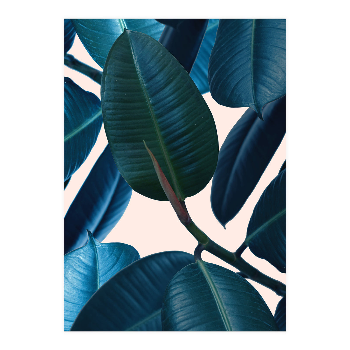 Ficus Elastica 2 (Print Only)
