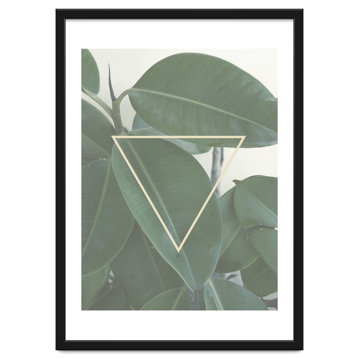 ficus triangle