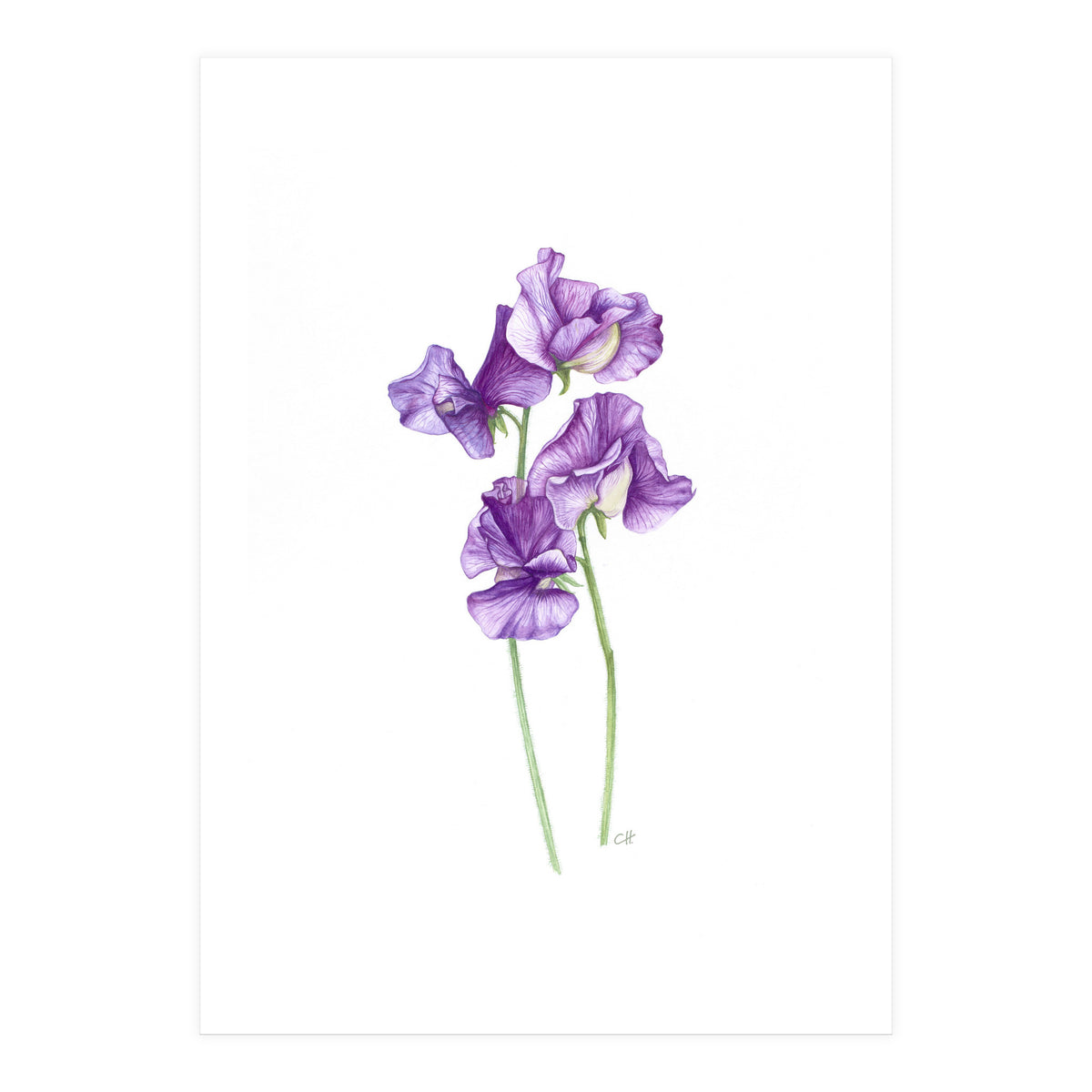 A Purple Posy Of Sweet Peas (Print Only)