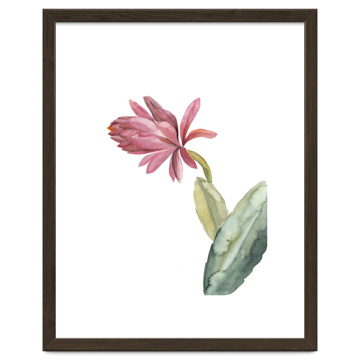 Botanical Illustration Pink Cactus Flower