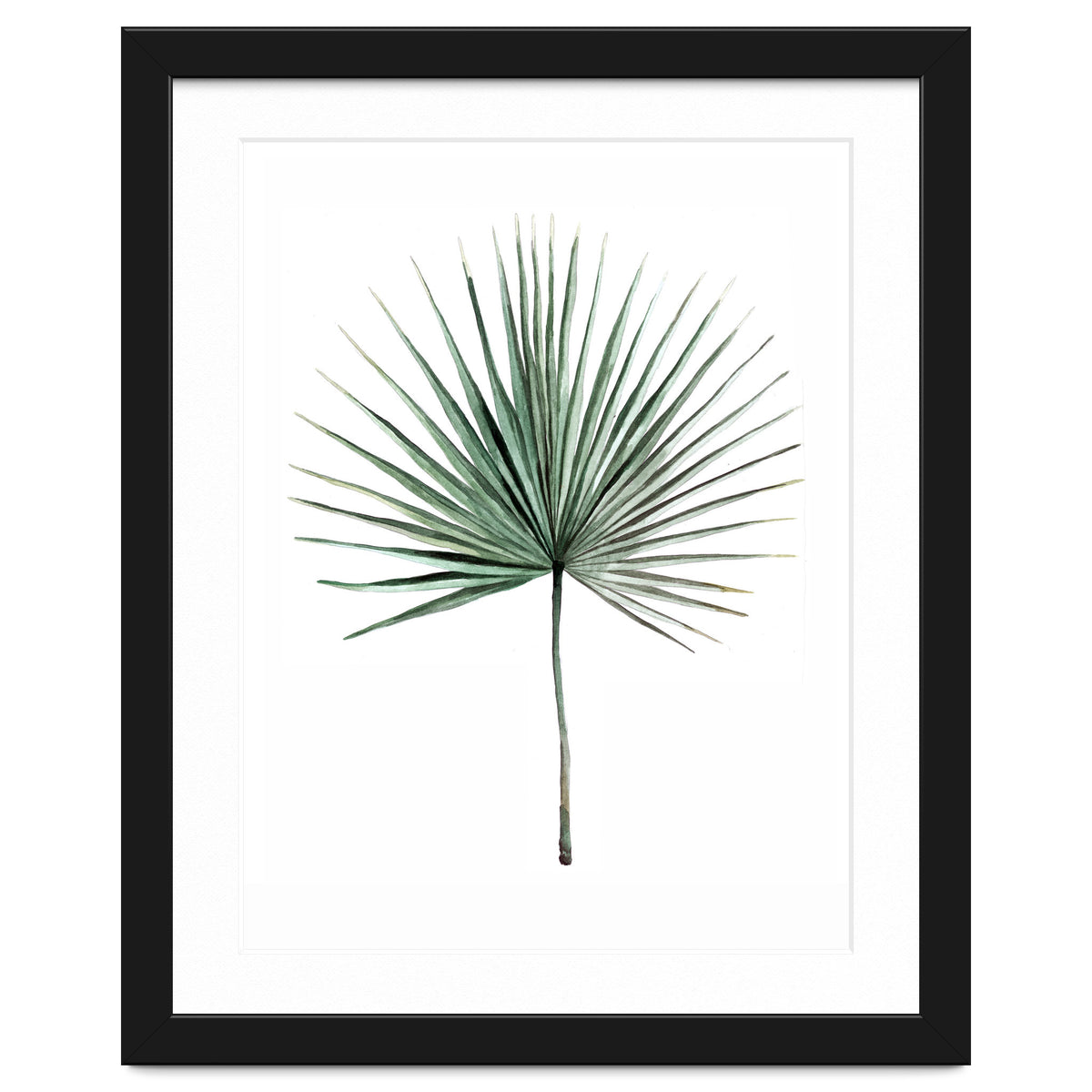 Botanical Illustration Fanpalm