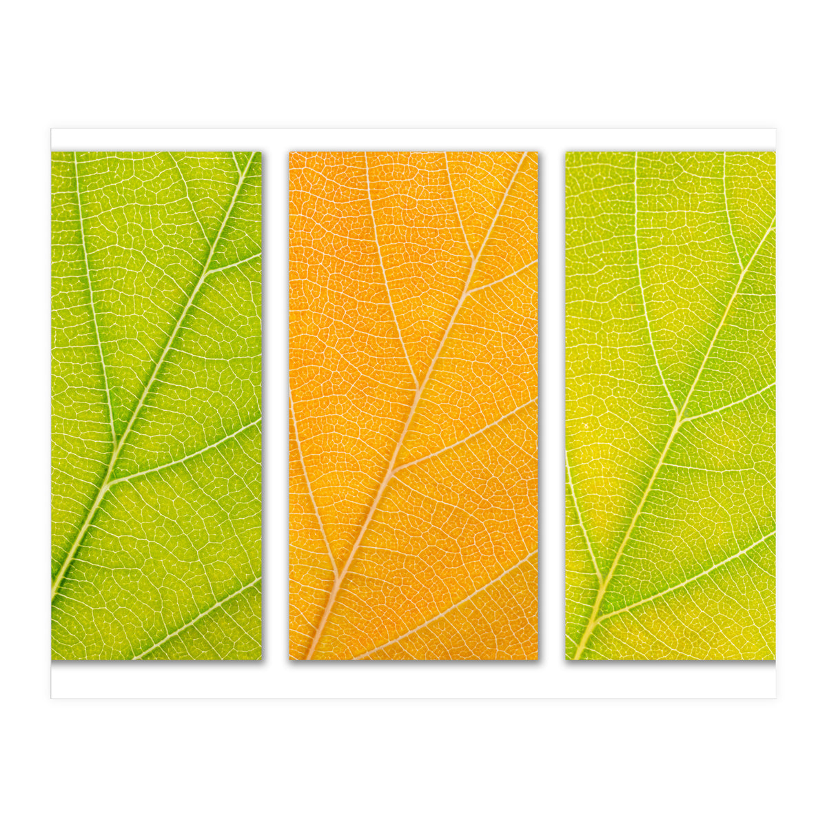 Autumn Leaves (Print Only)