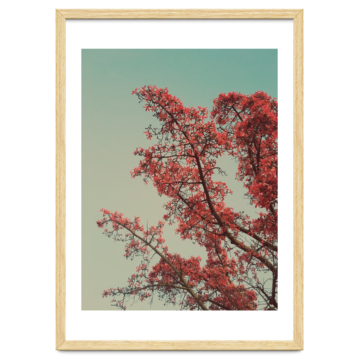 Red blossoms