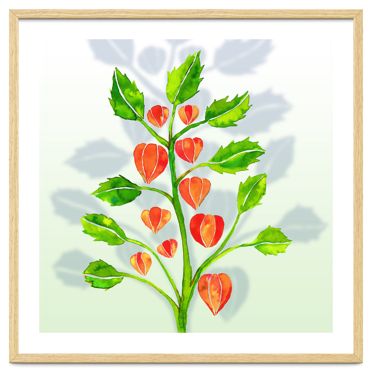 Physalis