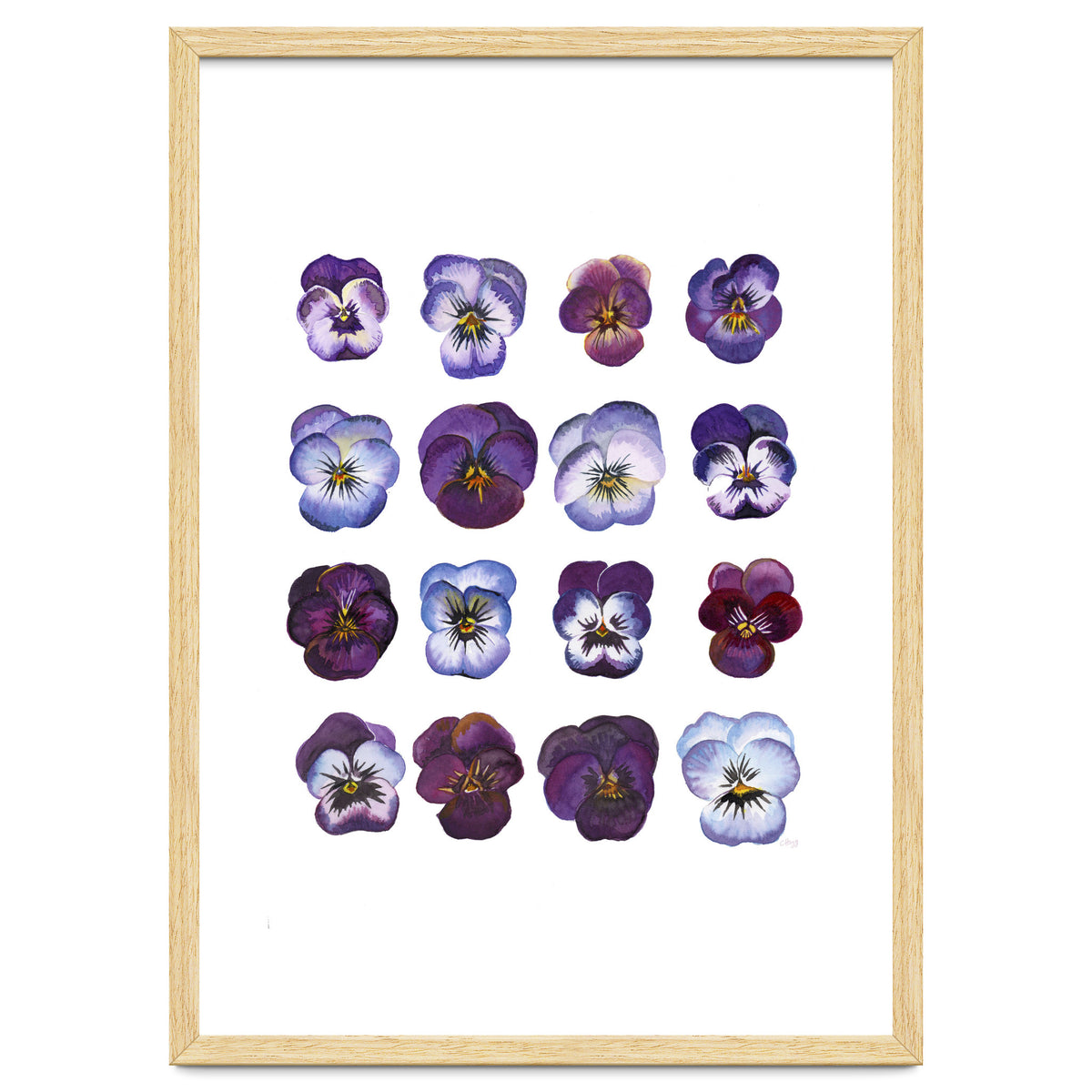 A Watercolour Study Of Violas