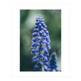 Blue Bells (Print Only) thumbnail