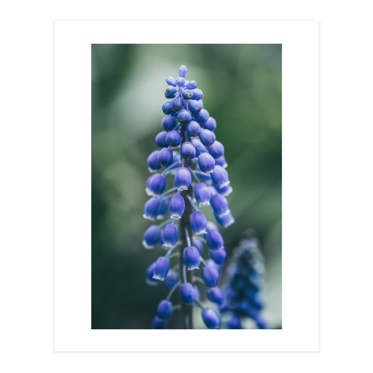 Blue Bells (Print Only)