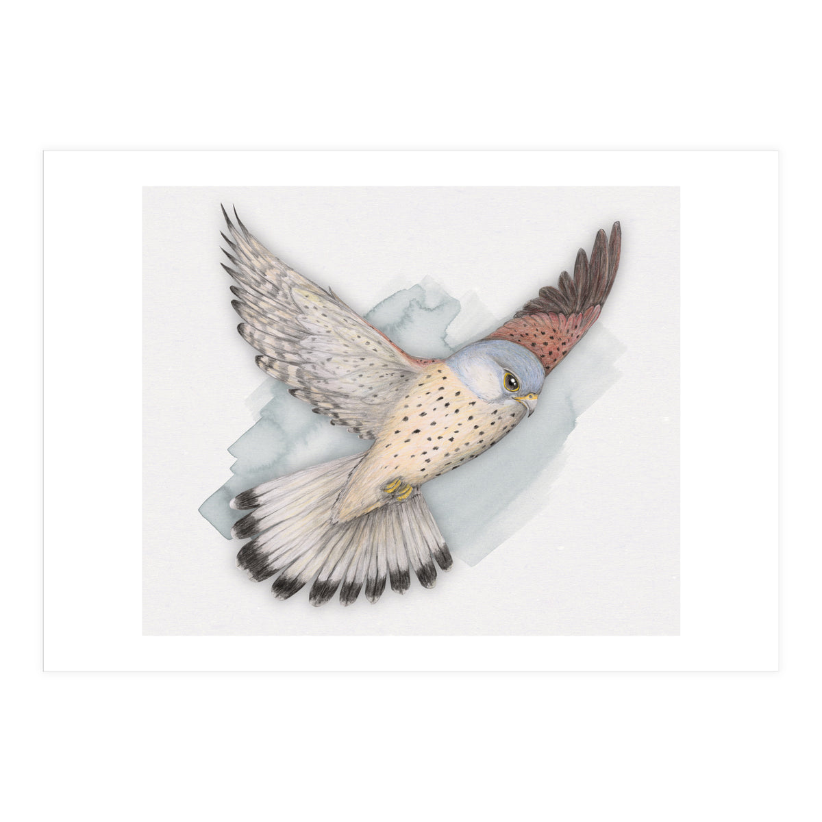 Flying Kestrel (Print Only)