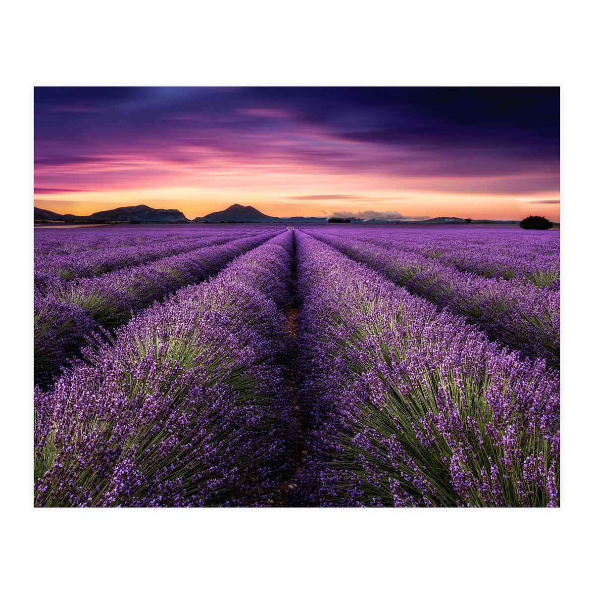 Mindfulness (Print Only)