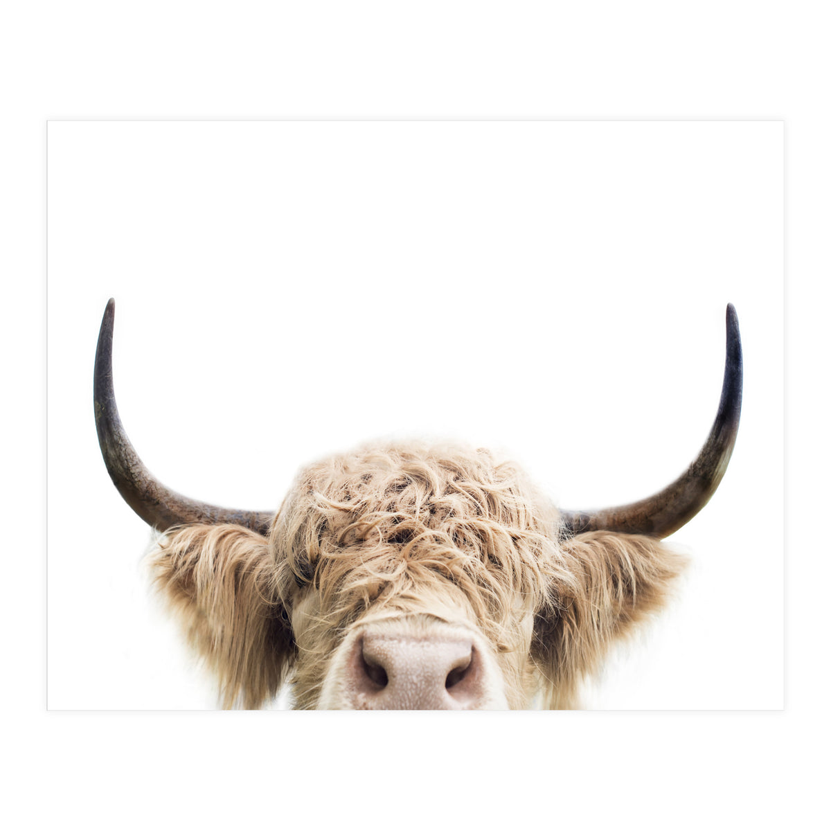 Peeking Cow (Print Only)