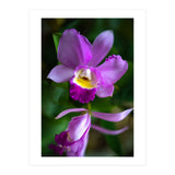 Cattleya Orchidee (Print Only) thumbnail
