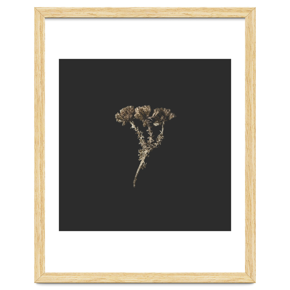 Gold Burst Botanicals - Square