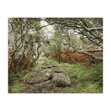 Undergrowth (Print Only) thumbnail