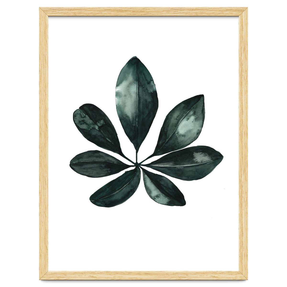 Botanical Illustration Arboricola Schefflera