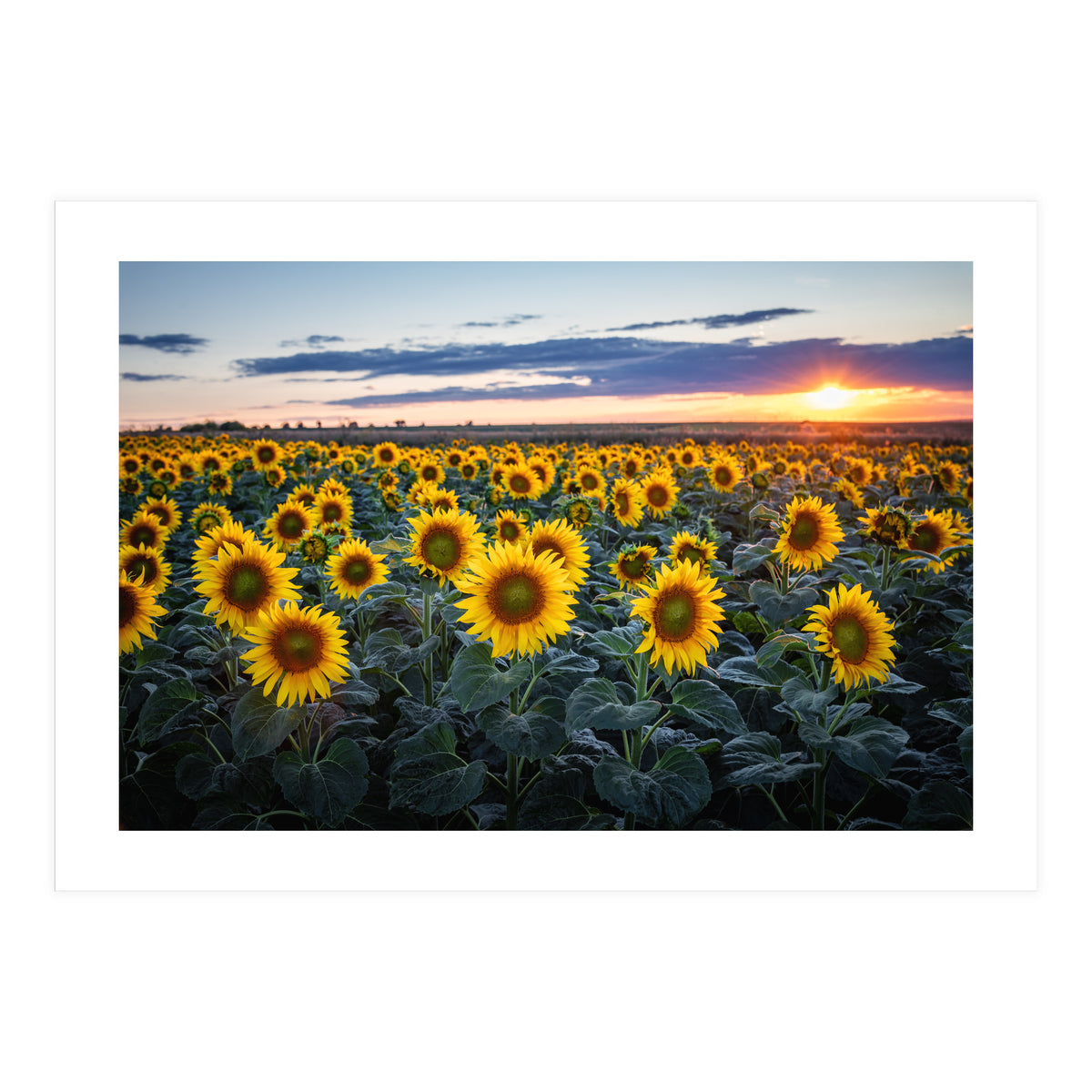 Sunflowersfield (Print Only)