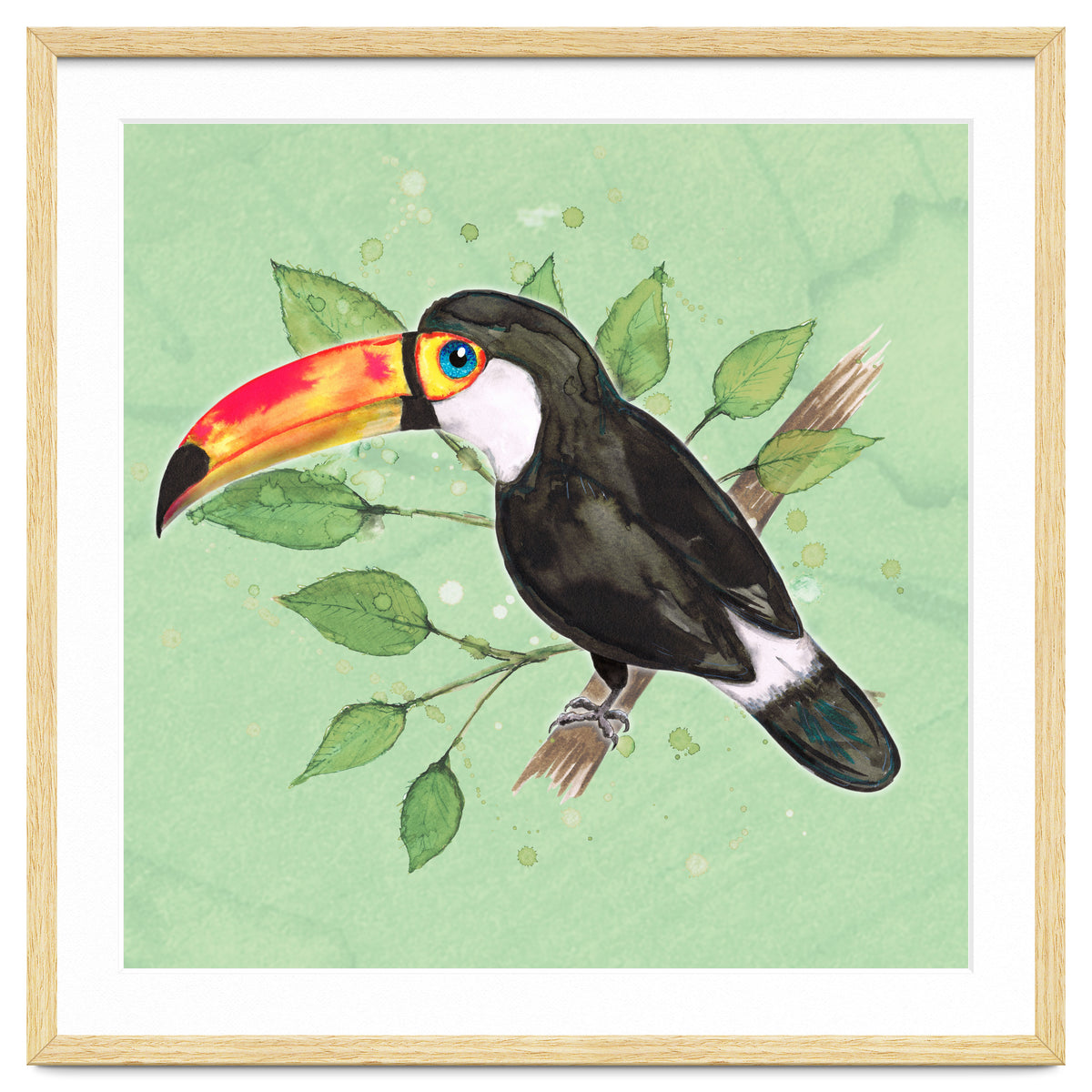Toco toucan
