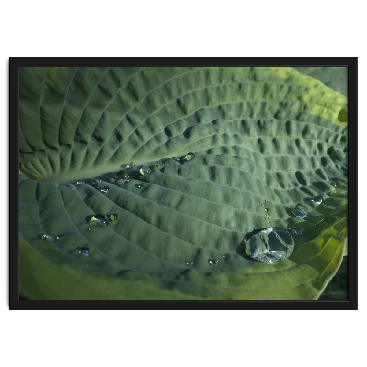 Hosta With Raindrops