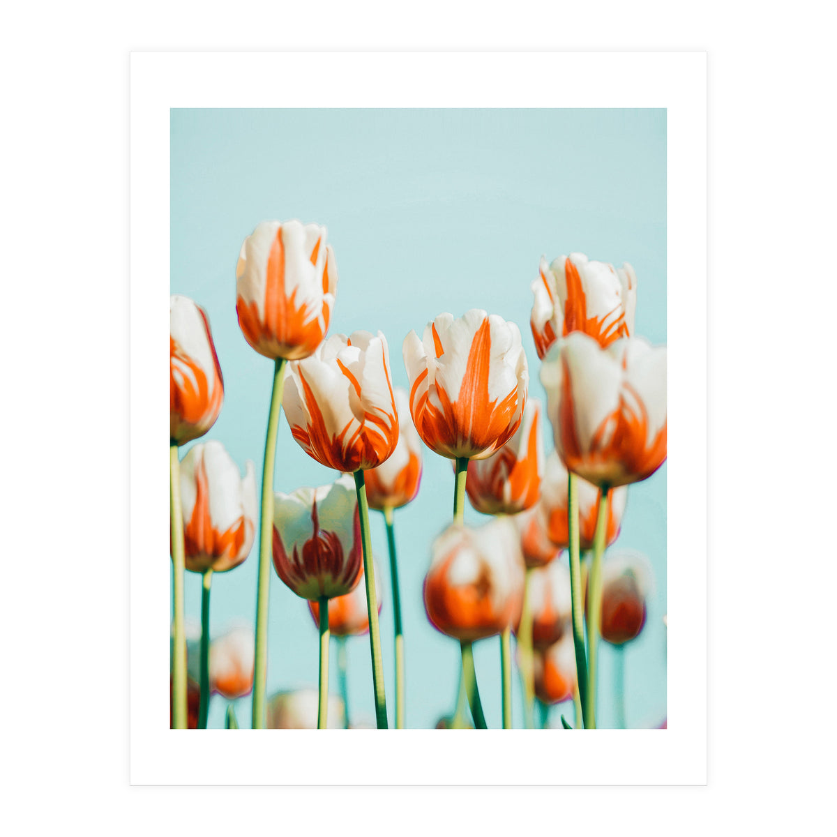 Estelle (Print Only)