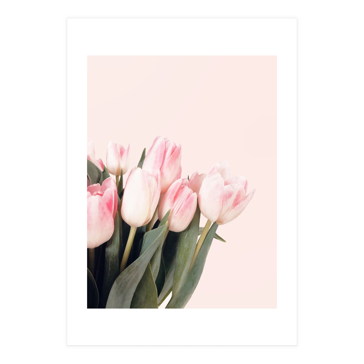Pink Tulips (Print Only)