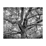 Lichens (Print Only) thumbnail