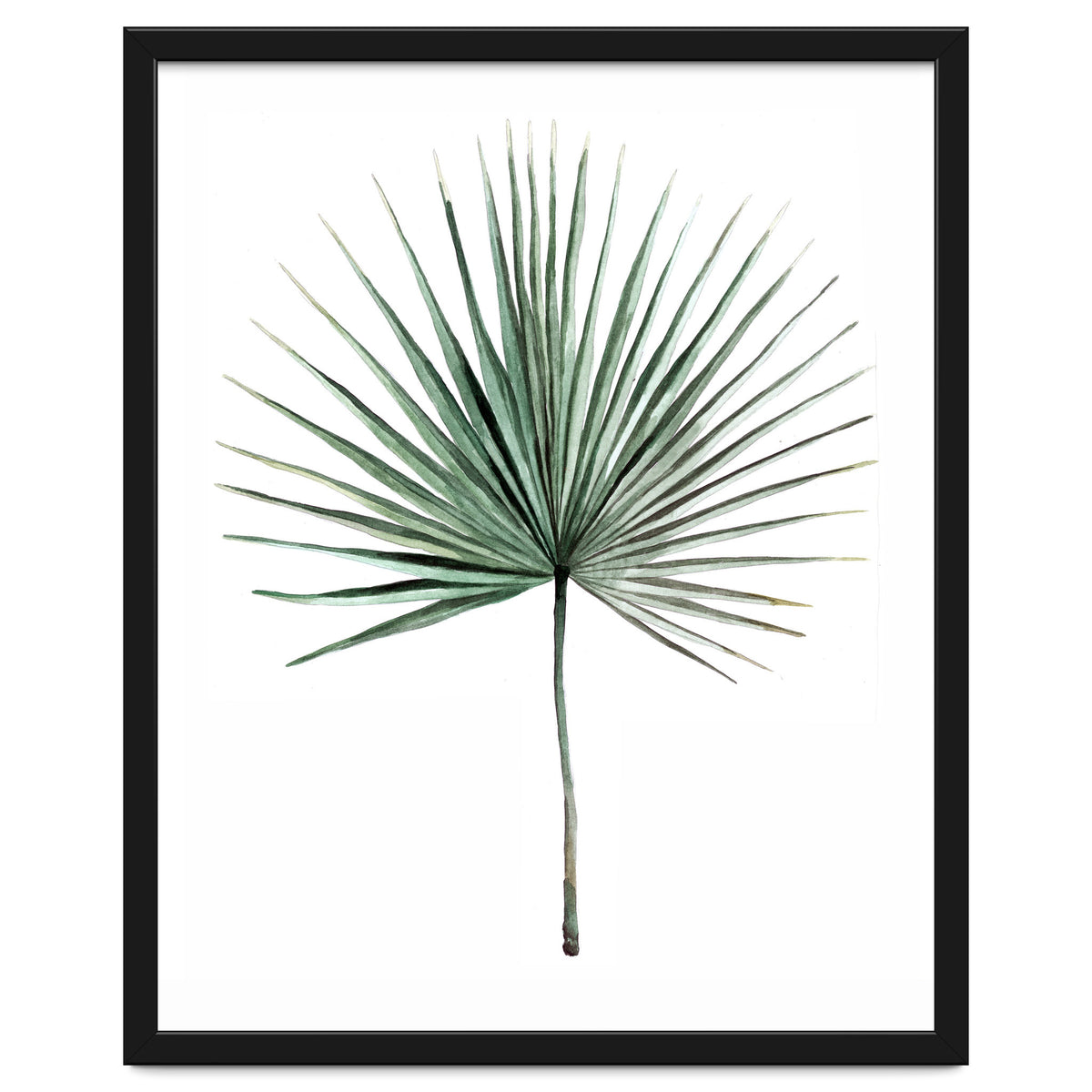 Botanical Illustration Fanpalm