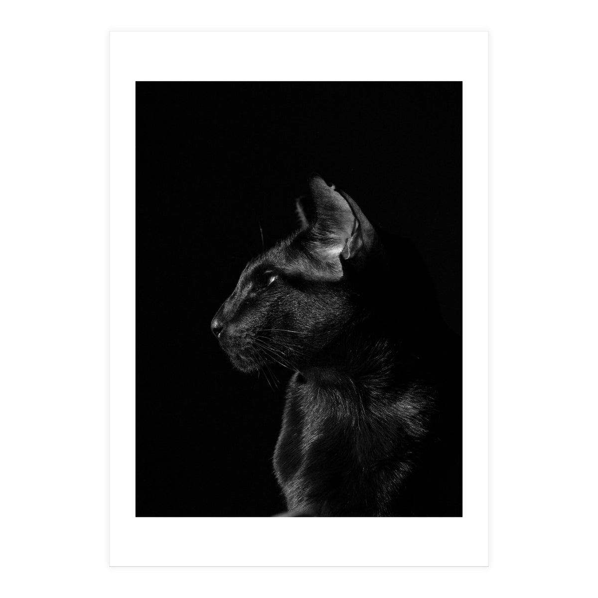 Black Cat (Print Only)