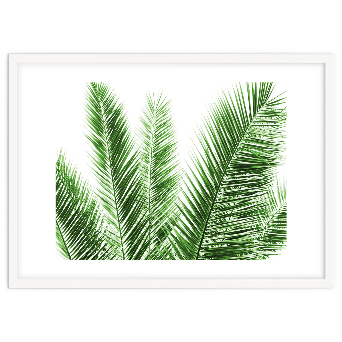 Palm Leaves