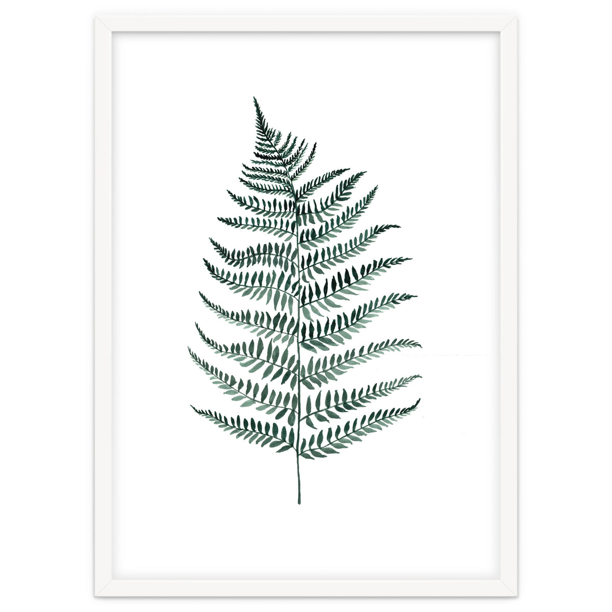 Botanical Illustration Silverfern