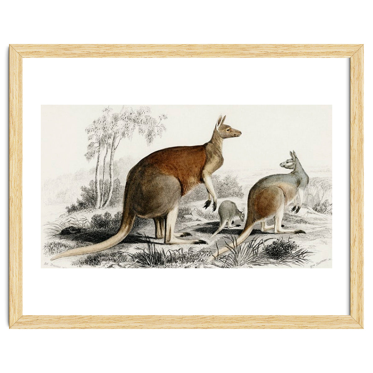 The red kangaroo illustrated