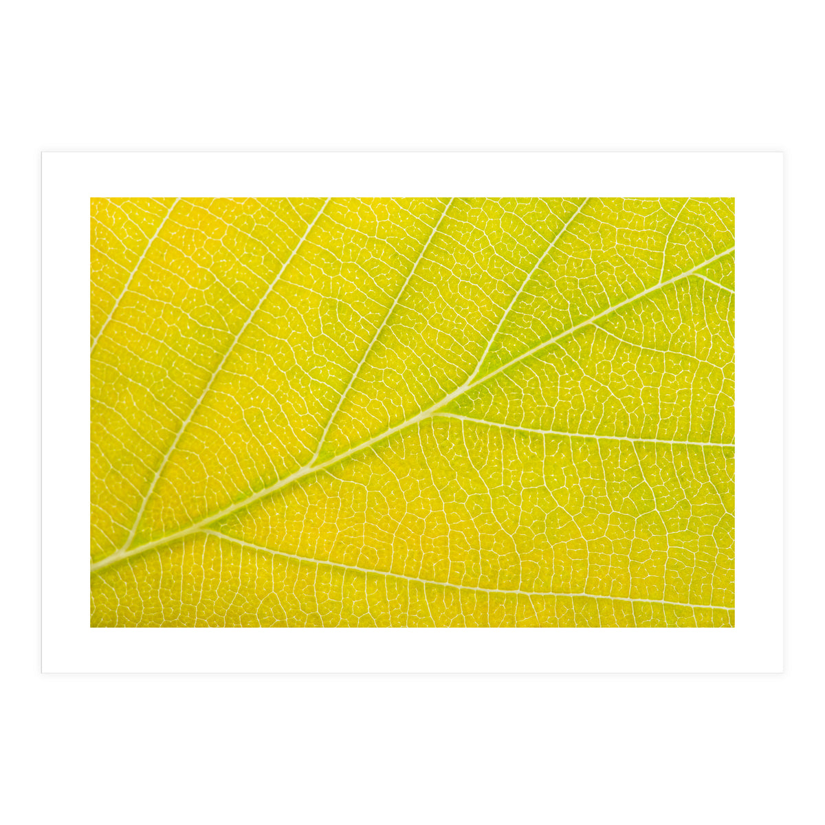 Autumn Leaf (Print Only)