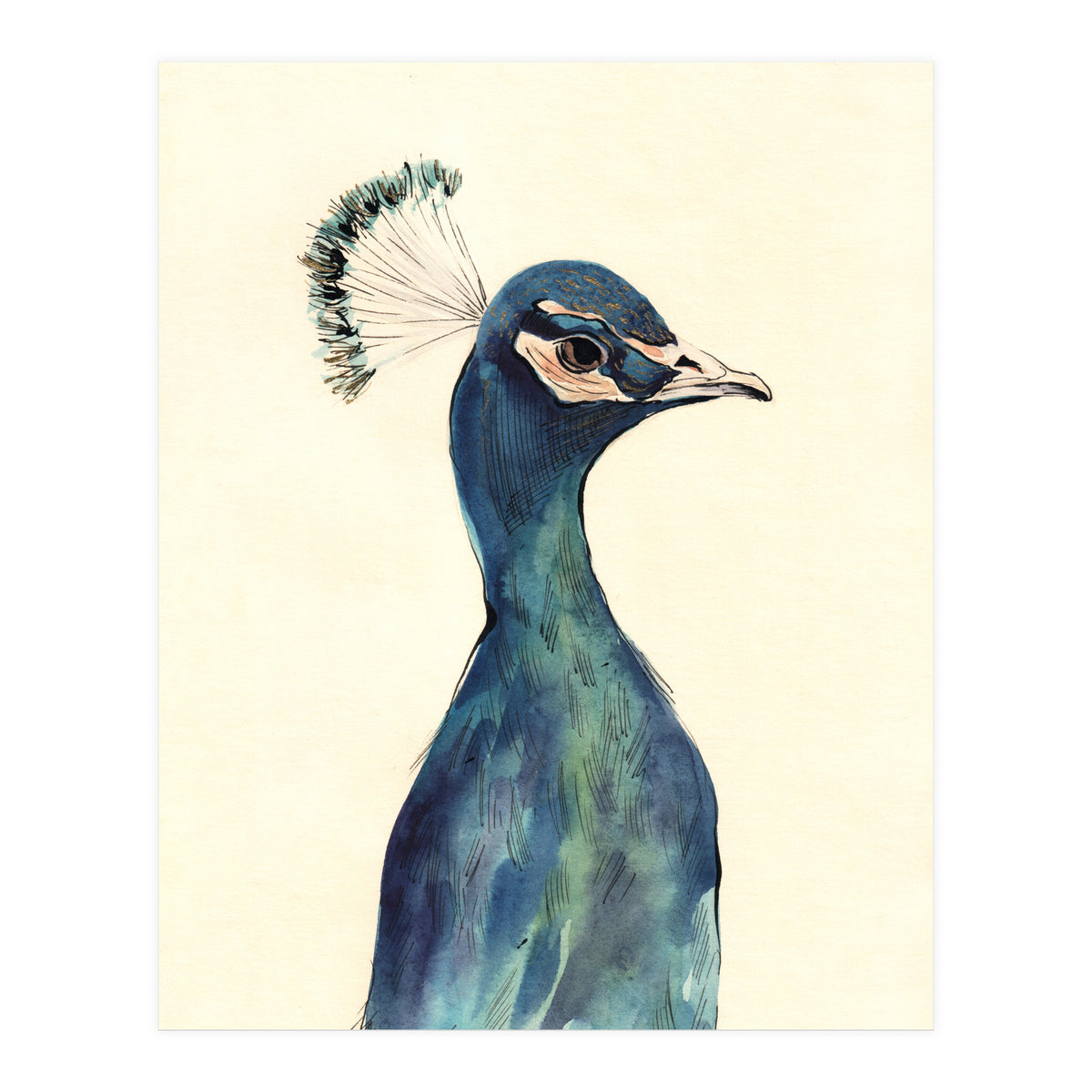 Peacock (Print Only)