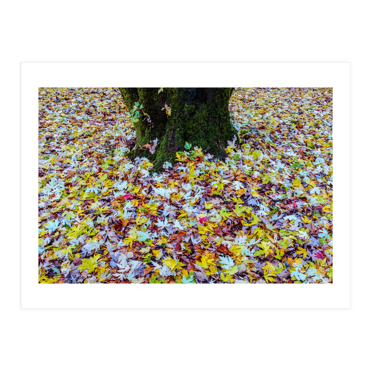 Autumn Leaves (Print Only)