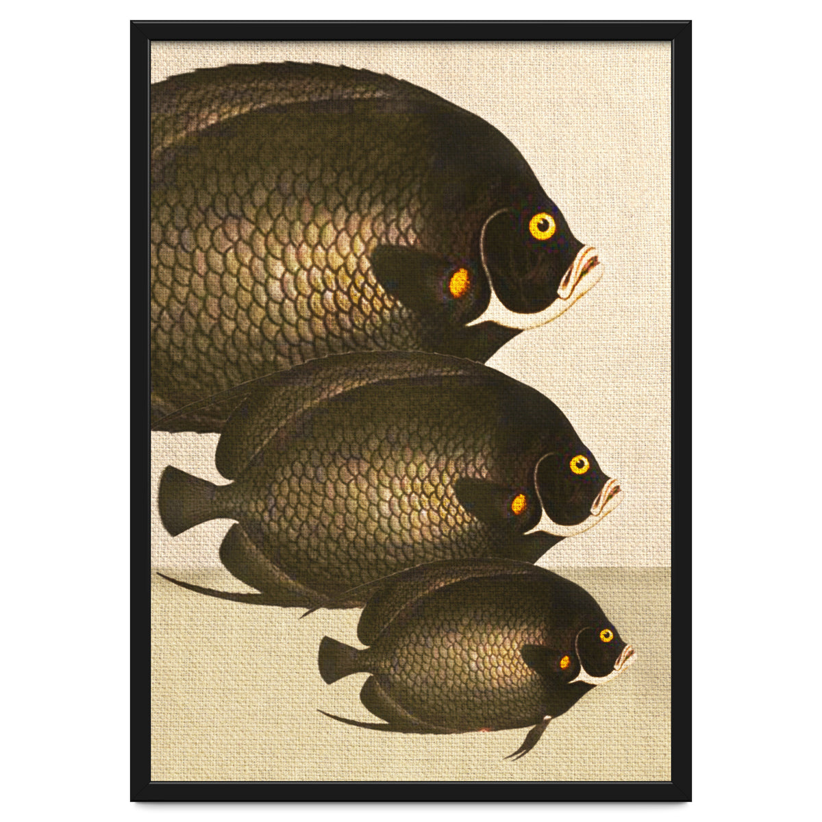 Fish Classic Designs 11