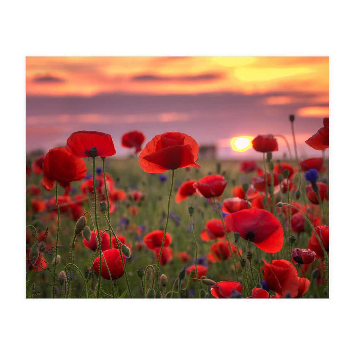 Poppies at Evening (Print Only)