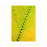 Autumn Leaf (Print Only) thumbnail