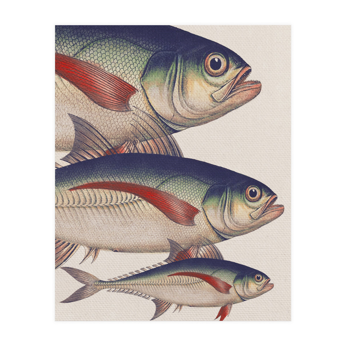 Fish Classic Designs 5 (Print Only)