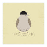 Blackcap 2 (Print Only) thumbnail