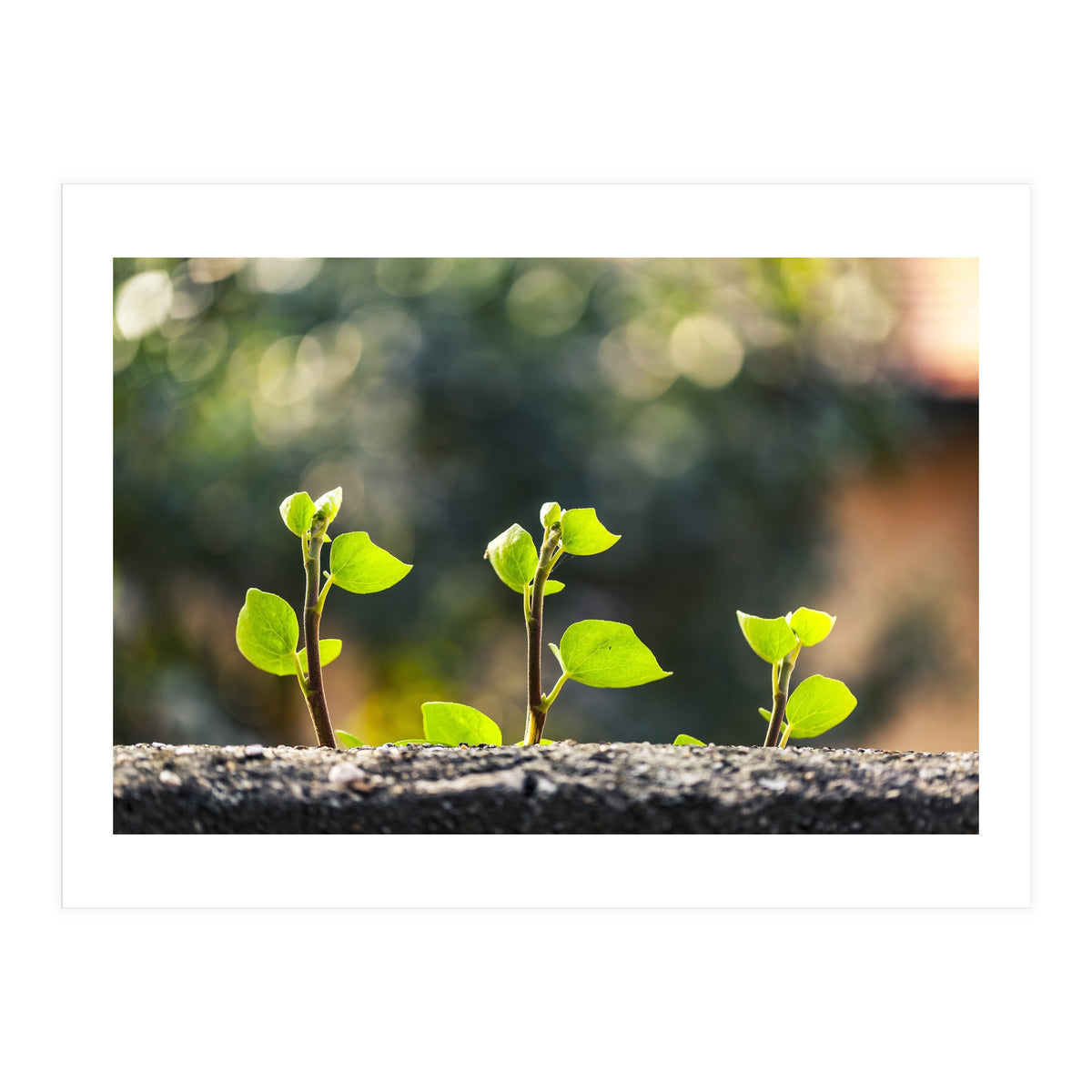 Plant in Nature (Print Only)