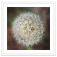 dandelion clock