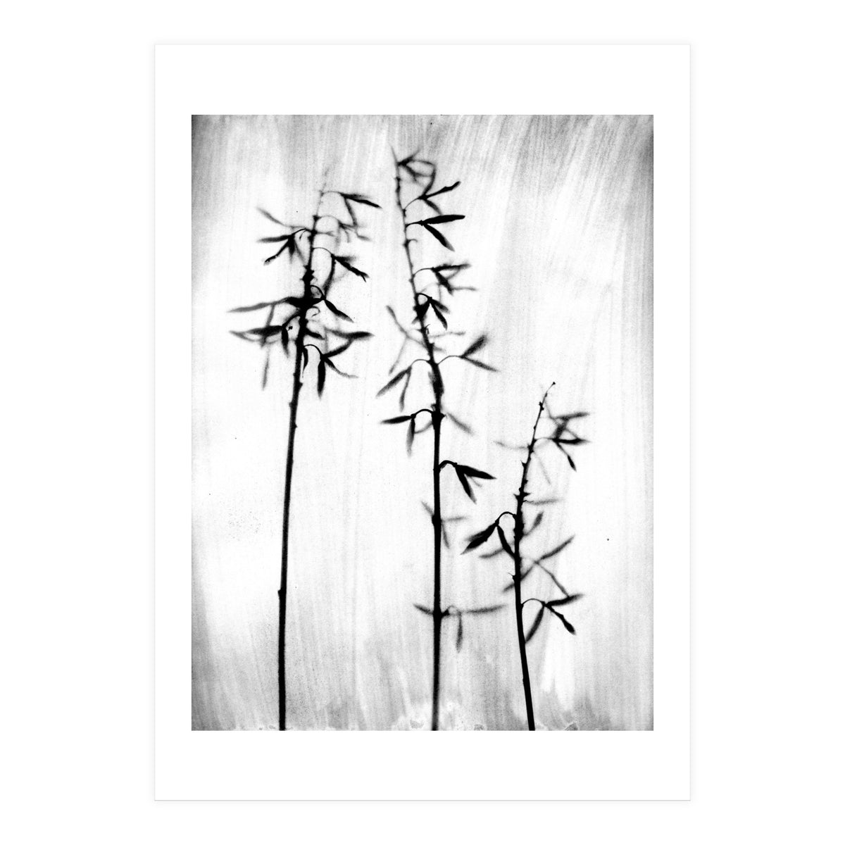 Hosta 3 (Print Only)