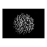 Backyard Flowers In Black And White 48 (Print Only) thumbnail